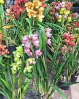 Marvellous Orchid (Pty) Ltd image 2